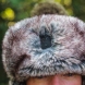 Fox Trapper Hat – Green