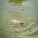 Matrix Maggot Feeders